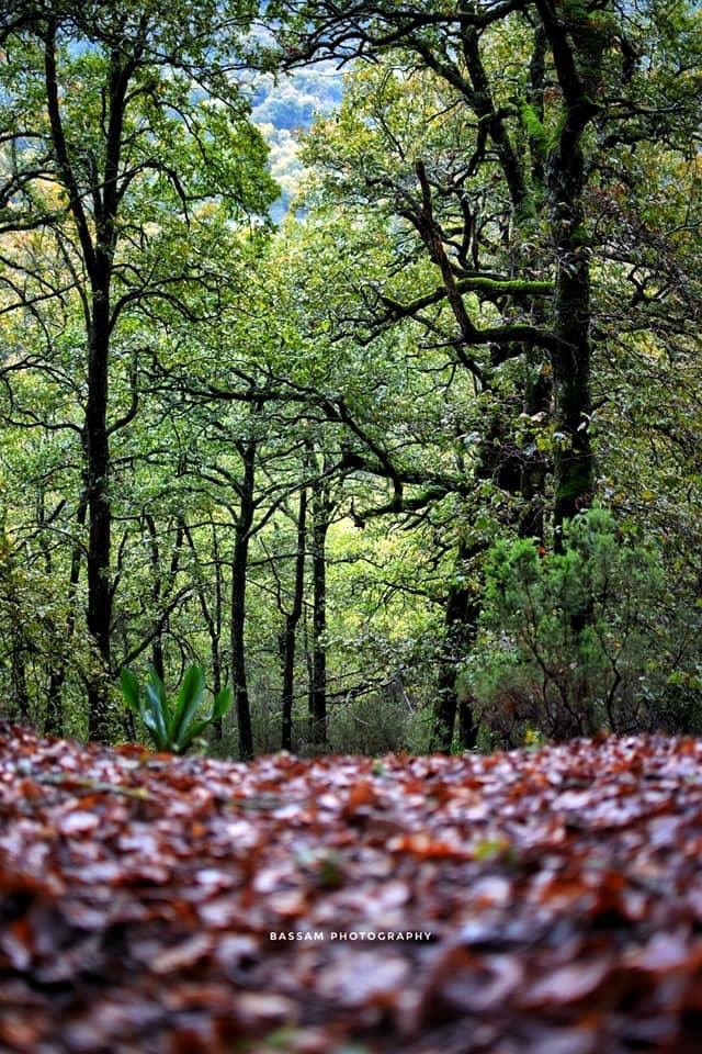 😍😍😍 Avant Gout 😍😍😍  🌳 🌳 Rando à Oued Zen Oued Zen   🌳 🌳  💙💛 💜💙💛💜 📷